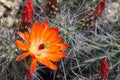 Kingcup cactus fleurs 8894 c Royalty Free Stock Photo