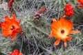 Kingcup cactus fleurs 8862 c Royalty Free Stock Photo