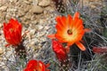 Kingcup cactus fleurs 8868 c