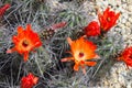 Kingcup cactus fleurs 8883 c