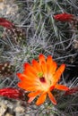 Kingcup cactus fleurs 8895 c