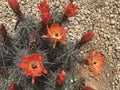 Kingcup cactus fleurs 2414