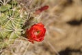 Kingcup cactus flower bloom claret cup mojave mound echinocereus triglochidiatus Royalty Free Stock Photo