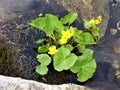 Kingcup flower growing in a stream, wildflower - Slovakian mountains