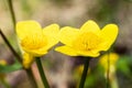 Kingcup flowers close up