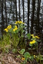 Kingcup flowers with trees reflecting in the