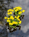 Kingcup or Marsh Marigold Royalty Free Stock Photo