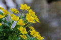 Kingcup or marsh marigold on waterside