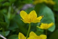 Kingcup or marsh marigold near the river Royalty Free Stock Photo