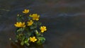 Kingcup Marsh-marigold in a river stream