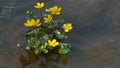 Kingcup Marsh-marigold in a river stream