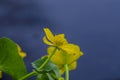 Kingcup or marsh marigold on waterside