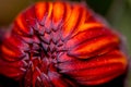 Red yellow flower pot marigold Royalty Free Stock Photo