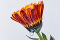 Red yellow flower pot marigold Royalty Free Stock Photo