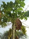 PAPAYA PLANT BINOMIAL NAME; CARICA PAPAYA