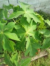 PAPAYA PLANT BINOMIAL NAME; CARICA PAPAYA