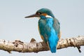 Kingfisher Royalty Free Stock Photo