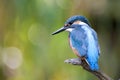 The kingfisher Royalty Free Stock Photo