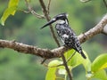 Pied Kingfisher perched in a tree Royalty Free Stock Photo