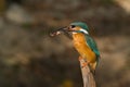 The kingfisher