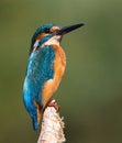 Kingfisher