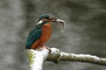 Kingfisher