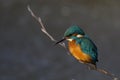 Kingfisher