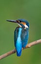 Kingfisher