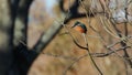 Kingfisher, Alcedinidae, perched on branch beside pond in winter, morayshire, scotland