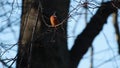 Kingfisher, Alcedinidae, perched on branch beside pond in winter, morayshire, scotland