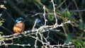 Kingfisher, Alcedinidae, perched on branch beside pond in winter, morayshire, scotland