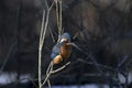 Kingfisher, Alcedinidae, perched on branch beside pond in winter, morayshire, scotland