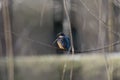 Kingfisher, Alcedinidae, perched on branch beside pond in winter, morayshire, scotland