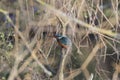 Kingfisher, Alcedinidae, perched on branch beside pond in winter, morayshire, scotland Royalty Free Stock Photo