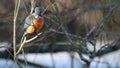 Kingfisher, Alcedinidae, perched on branch beside pond in winter, morayshire, scotland