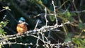 Kingfisher, Alcedinidae, perched on branch beside pond in winter, morayshire, scotland