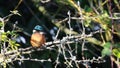 Kingfisher, Alcedinidae, perched on branch beside pond in winter, morayshire, scotland