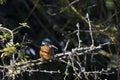 Kingfisher, Alcedinidae, perched on branch beside pond in winter, morayshire, scotland Royalty Free Stock Photo