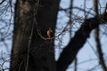 Kingfisher, Alcedinidae, perched on branch beside pond in winter, morayshire, scotland Royalty Free Stock Photo