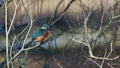 Kingfisher, Alcedinidae, perched on branch beside pond in winter, morayshire, scotland