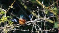 Kingfisher, Alcedinidae, perched on branch beside pond in winter, morayshire, scotland