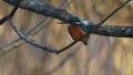 Kingfisher, Alcedinidae, perched on branch beside pond in winter, morayshire, scotland