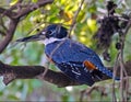 A kingfisher Alcedinidae, perched in Pantanal, Brazil