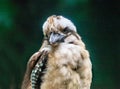 Kingfisher Alcedinidae Royalty Free Stock Photo