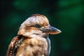 Kingfisher Alcedinidae Royalty Free Stock Photo