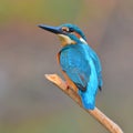 Kingfisher (Alcedo athis)