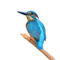 Kingfisher (Alcedo athis)