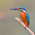 Kingfisher (Alcedo athis) eating shrimp