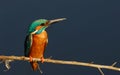 Kingfisher (Alcedo atthis) Royalty Free Stock Photo