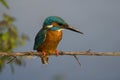 Kingfisher (Alcedo atthis)